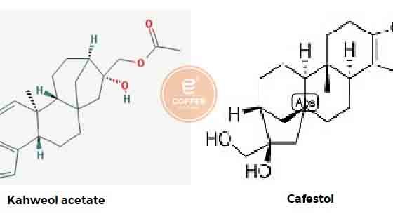 Phát hiện hợp chất trong cà phê ức chế “ung thư đàn ông” Chất Kahweol acetate và Cafestol